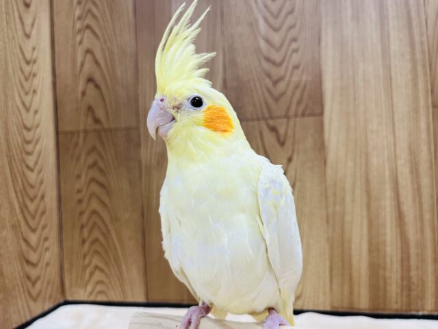 オカメインコ