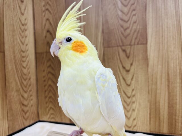 オカメインコ