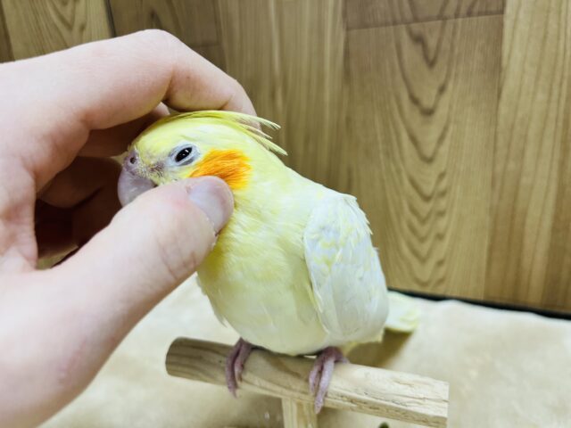 オカメインコ