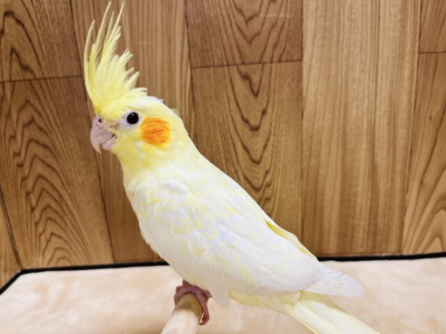 オカメインコ
