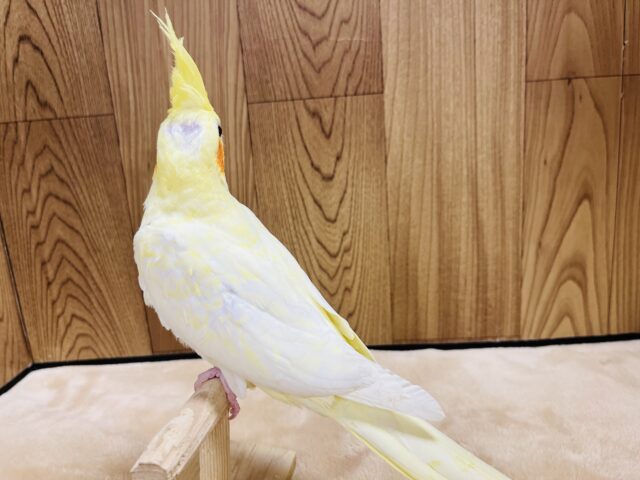 オカメインコ