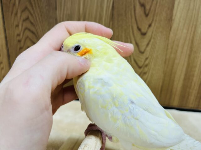 オカメインコ