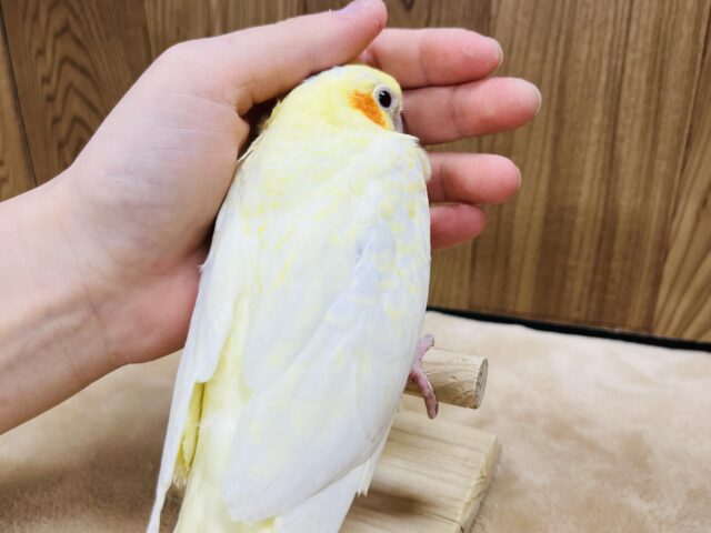 オカメインコ