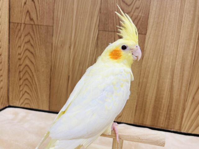 オカメインコ