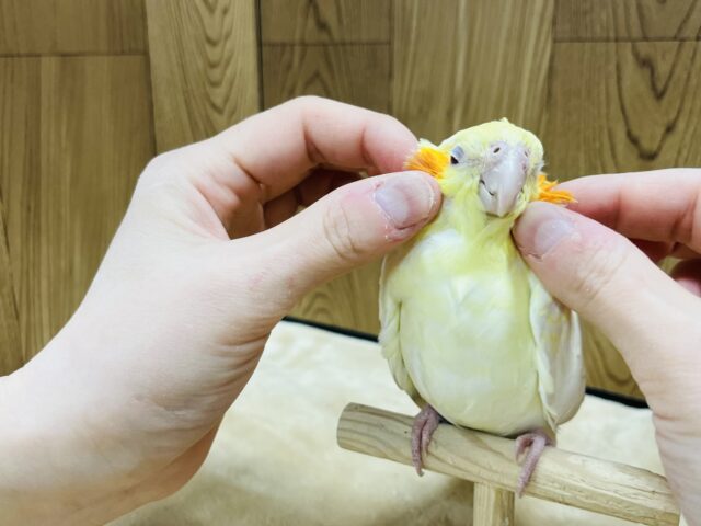 オカメインコ