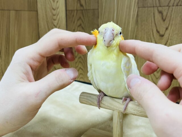 オカメインコ