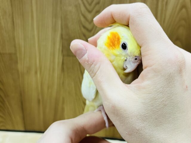 オカメインコ