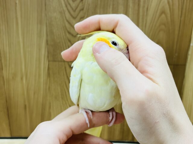 オカメインコ