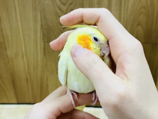 オカメインコ