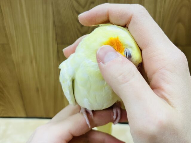 オカメインコ