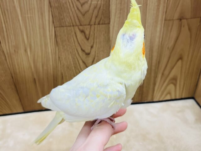 オカメインコ