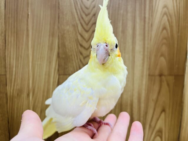 オカメインコ