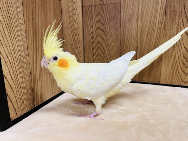 オカメインコ