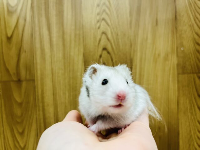 ゴールデンハムスター