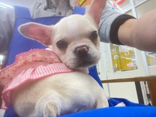 フレンチブルドッグ