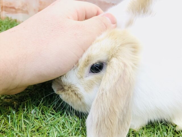 ホーランドロップ