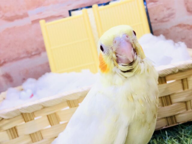 オカメインコ