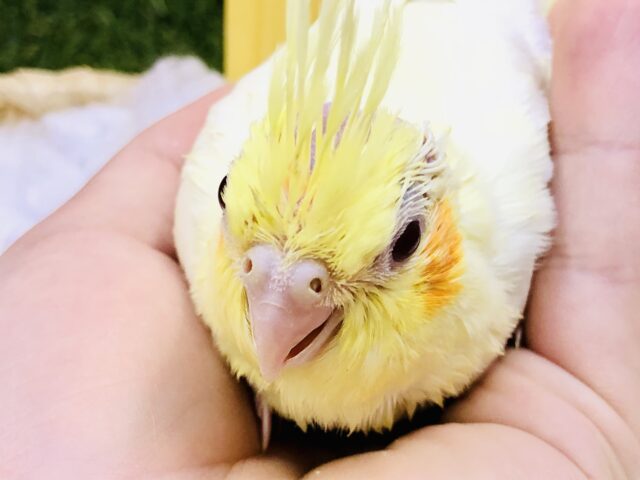 オカメインコ