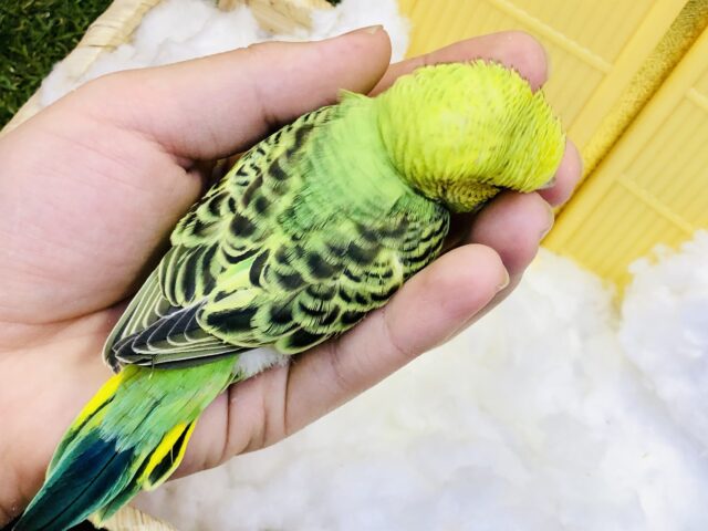 セキセイインコ