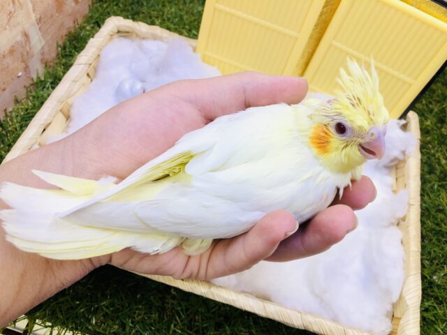 オカメインコ