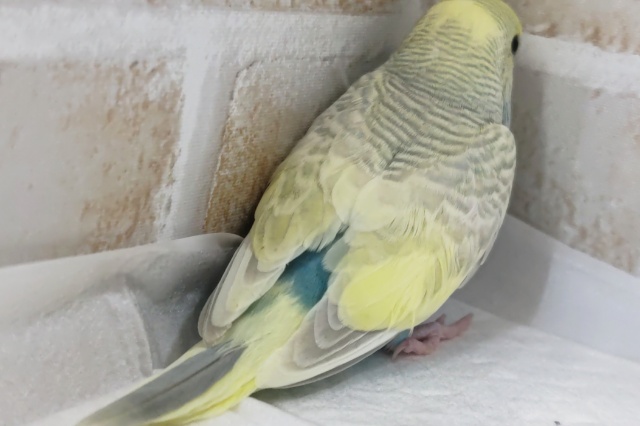 セキセイインコ