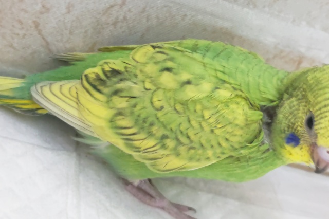 セキセイインコ