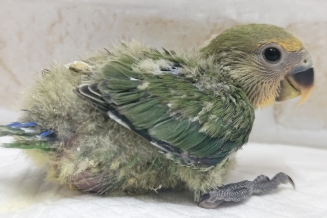 コザクラインコ（小桜インコ）