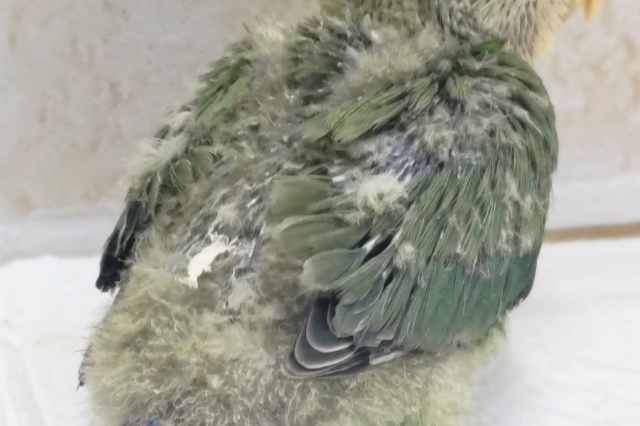 コザクラインコ（小桜インコ）