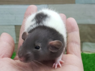 ファンシーラット