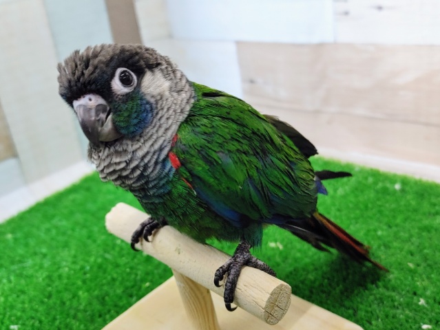 シンジュウロコインコ