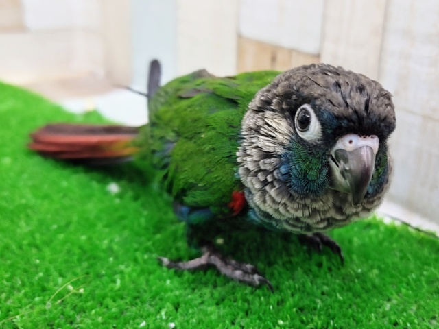 シンジュウロコインコ