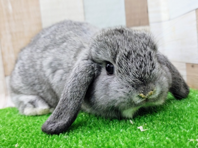 ロップイヤーラビット