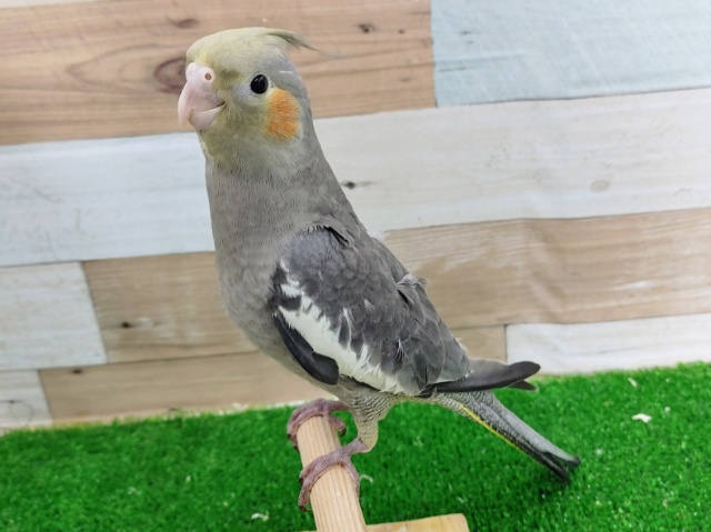 オカメインコ