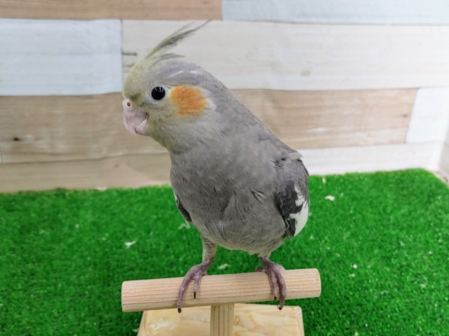 オカメインコ