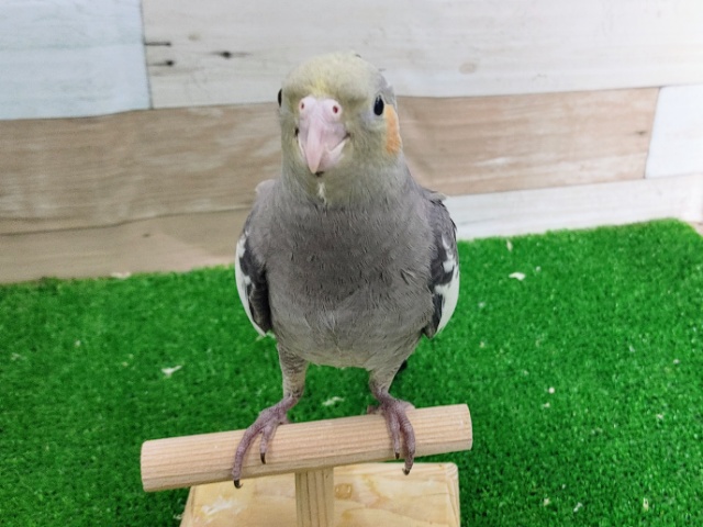 オカメインコ