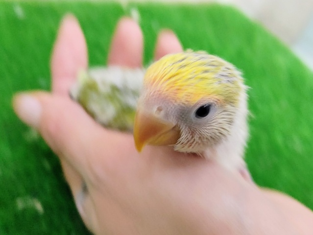 コザクラインコ（小桜インコ）
