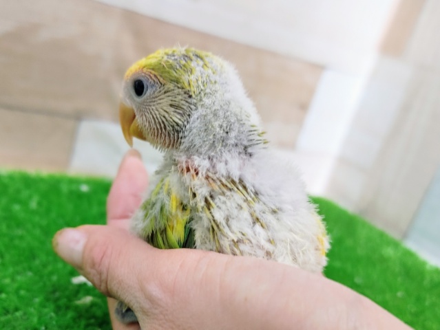 コザクラインコ（小桜インコ）