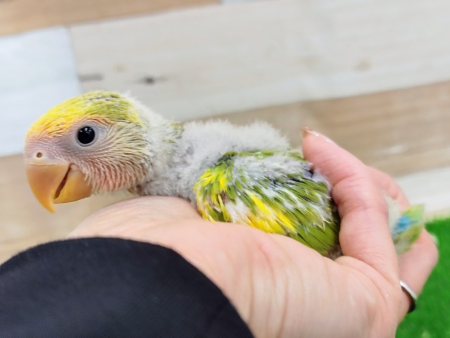 コザクラインコ（小桜インコ）