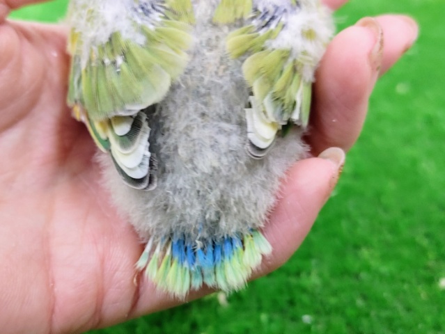 コザクラインコ（小桜インコ）