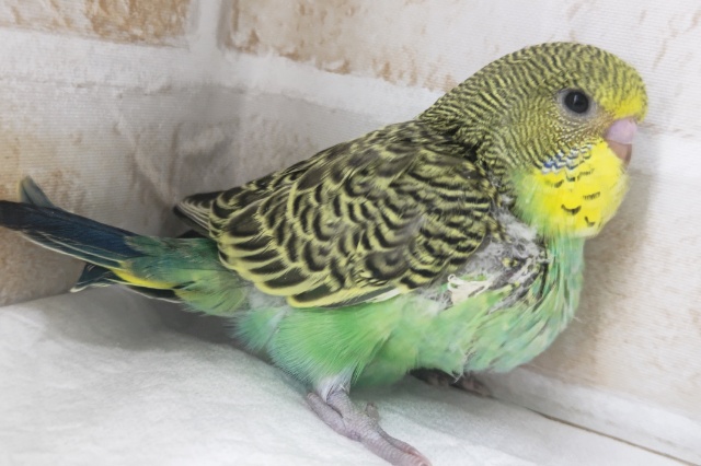 ジャンボセキセイインコ