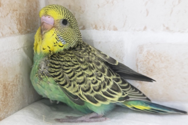 ジャンボセキセイインコ