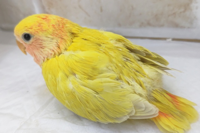 コザクラインコ（小桜インコ）