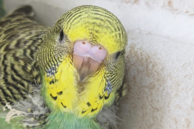 ジャンボセキセイインコ