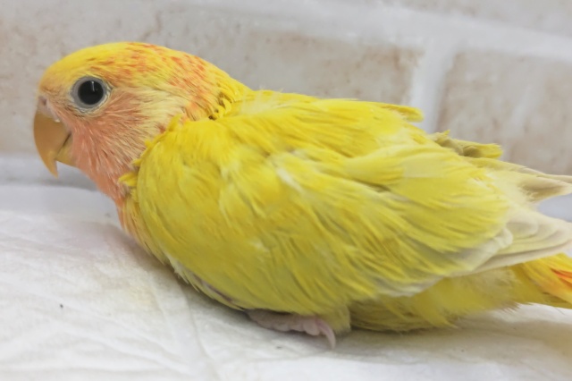 コザクラインコ（小桜インコ）