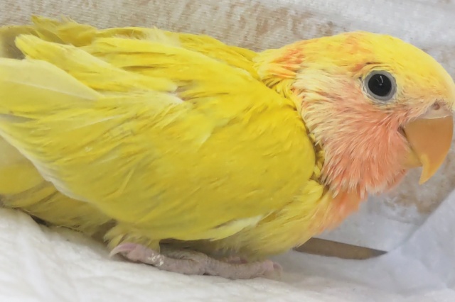 コザクラインコ（小桜インコ）