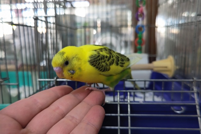 セキセイインコ