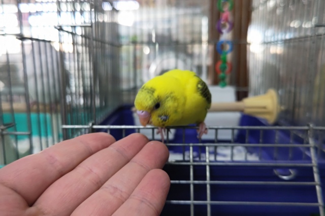 セキセイインコ