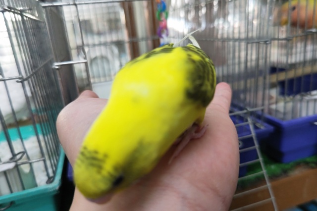 セキセイインコ