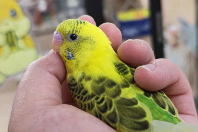 セキセイインコ