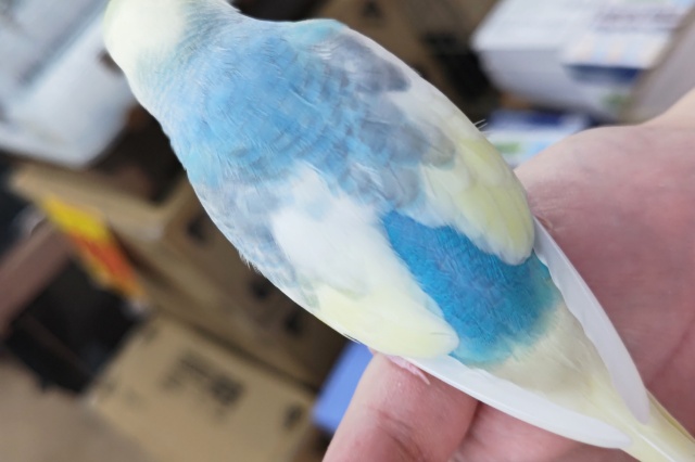 セキセイインコ